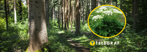 Борщевик Сосновского