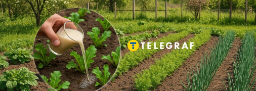 Яке підживлення шкідливе для рослин