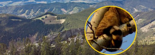 Звіра побачили в горах