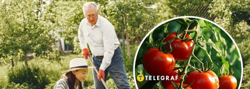 Деякі рослини можуть негативно впливати на врожай картоплі