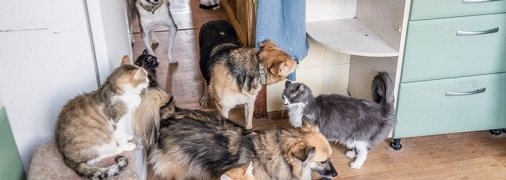 В киевском приюте голодают десятки животных. Им можно помочь