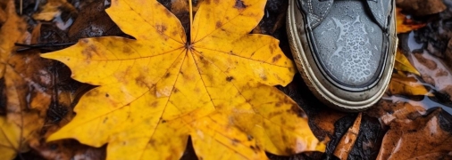 Кленовому листу следует радоваться