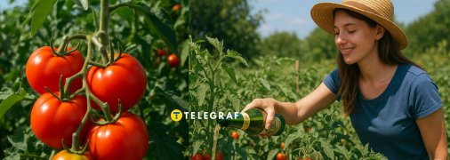 Навіщо поливати томати пивом