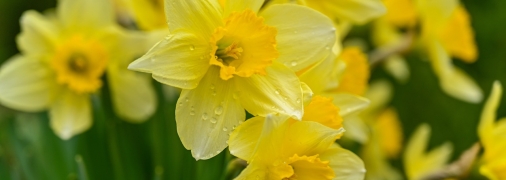 Прикрасьте свою ділянку нарцисами