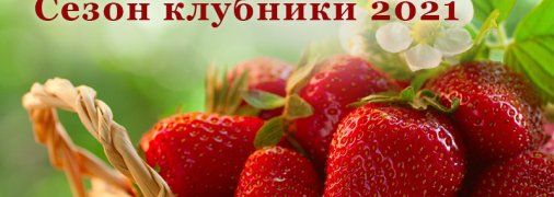 Сезон клубники в самом разгаре: как выбирать, мыть и хранить весеннюю ягоду (инфографика)