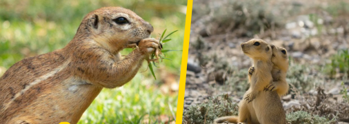 Ховрах європейський