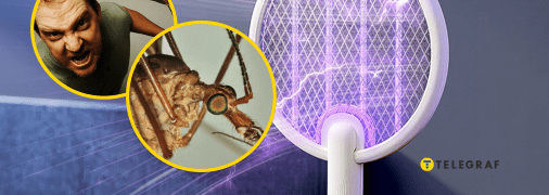 Люди намагаються вбити цю комаху