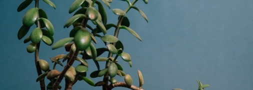 Крассула прикрасить будь-який будинок