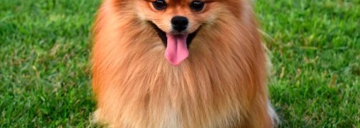 Померанські шпіци відомі не тільки зовнішністю