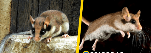 Садова соня