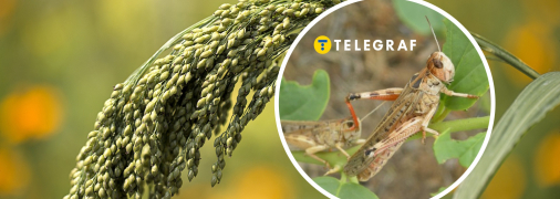 Сарана вже кілька тижнів атакує Україну