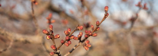 Які дерева можуть постраждати від заморозків у квітні