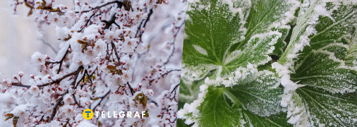 Будет ли урожай фруктов и как изменятся цены