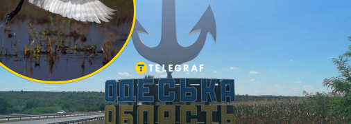 Рідкісного птаха вдалось сфотографувати на півдні України