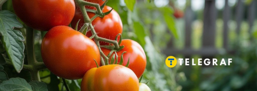 Лікарські препарати можуть допомогти з урожаєм овочів