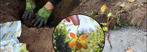 Правильная посадка винограда осенью - залог скорого хорошего урожая