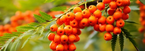 Тільки не садіть горобину дуже близько до будинку