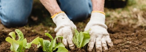 Їх можна садити цілий рік