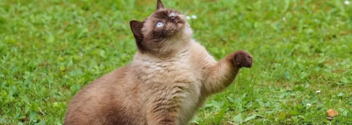 Приносить мишей і клацає зубами. ТОП-5 дивних речей, які роблять коти