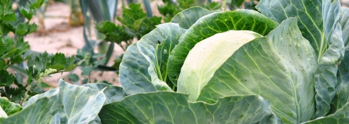Захищайте капусту від паразитів
