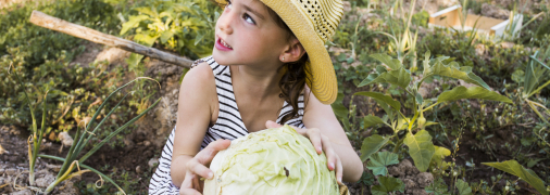 Капуста виросте великою і міцною