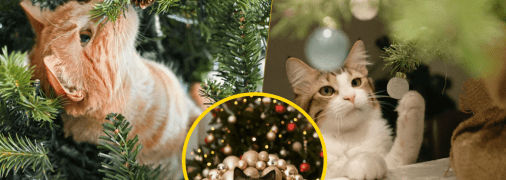 Коти люблять грати з ялинкою