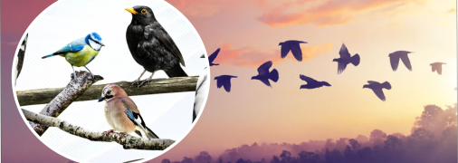 В Украине есть птица, которую экспериментально заселили из Польши