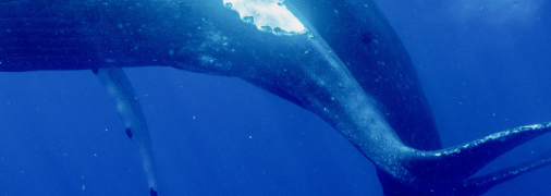 Одностатеве кохання китів