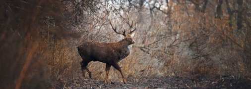 Олень гулял по острову Хортица