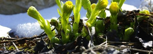 Весна близько