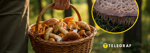 Ежовик пестрый