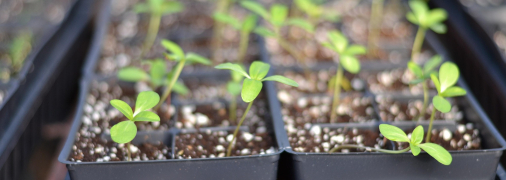 Что садят на рассаду в январе