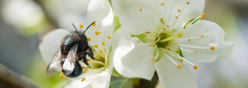 Дикая пчела осмия