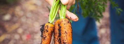 Хитрощі бувалих городників