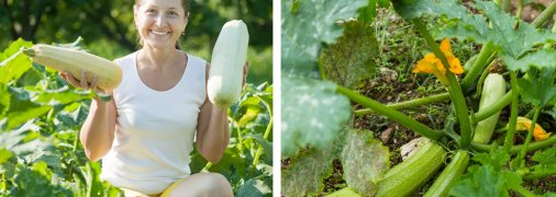 З цим лайфхаком кабачки даватимуть більше плодів