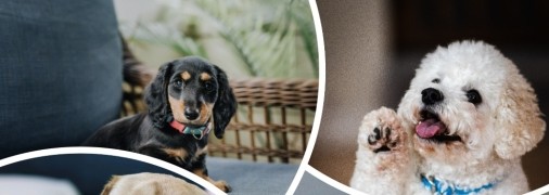 Большинство "маленьких" пород собак очень любят людей