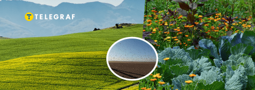 На українських полях фіксують нашестя шкідників