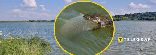 Плазунів часто можна зустріти біля водойм