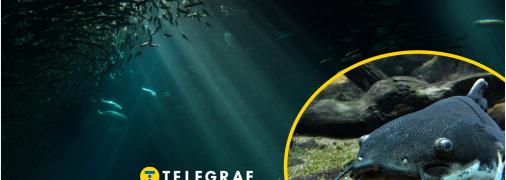 Чи мешкають в Україні величезні соми