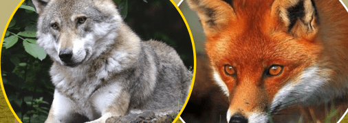 Кто умнее: волк или лиса