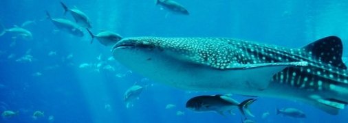 У китовой акулы зубы есть не только во рту, но и на глазах