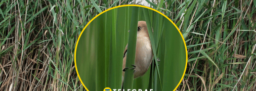 Птах синиця вусата