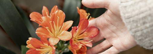 Посадка лілій навесні – важлива справа