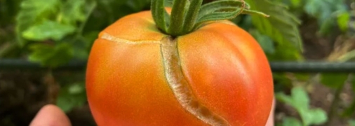 Не забывайте своевременно вносить удобрения помидорам