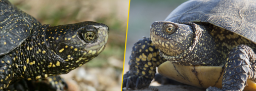 Болотяна черепаха