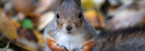 Бешенная белка напала на людей