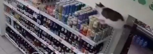 В Одессе "хозяйственный" кот навел "шорох" в супермаркете: видео