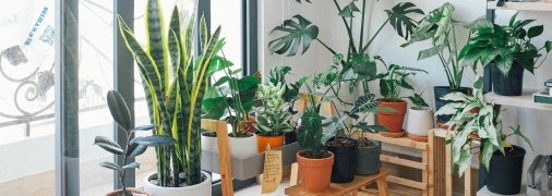 Желательно держать комнатные растения в светлом помещении при комнатной температуре