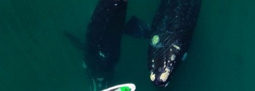 Любопытные киты подплыли к девушке, у которой был день рождения