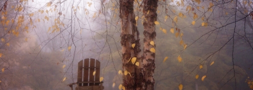 Осіннє листя злітає з дерев